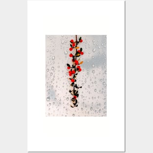 Cotoneaster Posters and Art